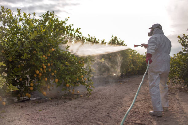 Best Residential Pest Control  in Sebastian, TX