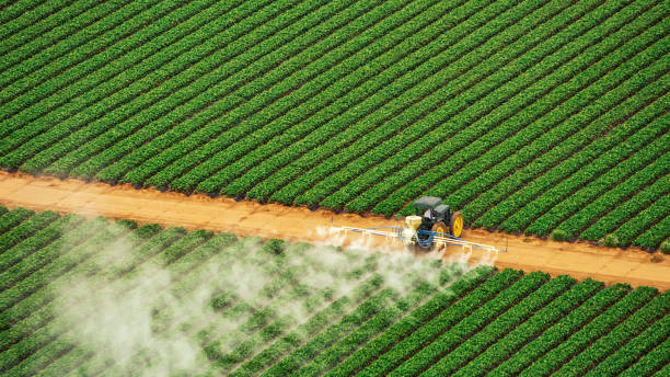 Best Pest Removal Services  in Sebastian, TX