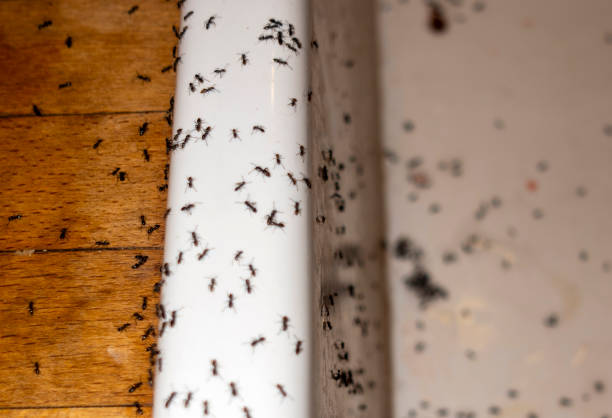 Best Mosquito Control Services  in Sebastian, TX