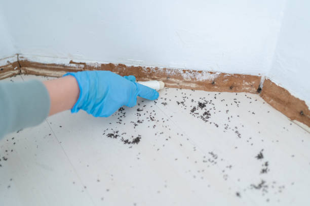 Best Pest Control Near Me  in Sebastian, TX