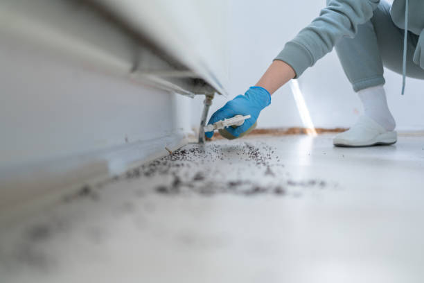 Best Rat Extermination Near Me  in Sebastian, TX